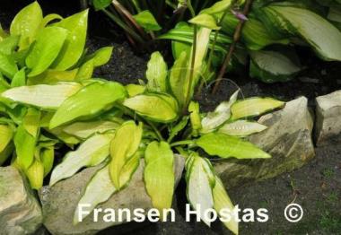 Hosta Peedee Gold Flash