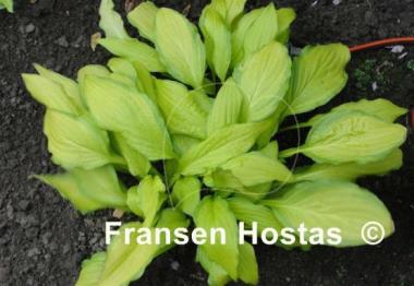Hosta Peedee Gold Flash
