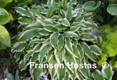 Hosta Peedee Laughing River