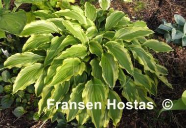 Hosta Peedee Laughing River