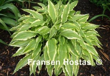 Hosta Peedee Laughing River