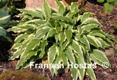 Hosta Peedee Laughing River