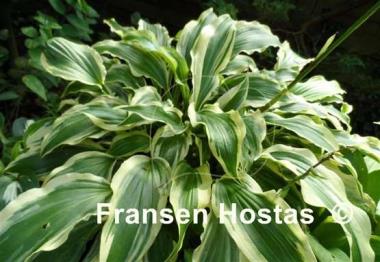 Hosta Peedee Laughing River
