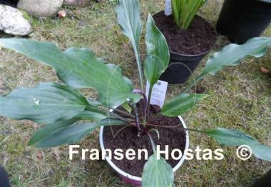 Hosta Peek-a-boo Purple