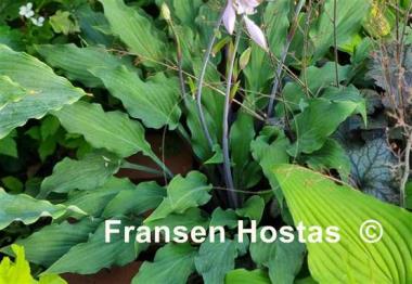 Hosta Peek-a-boo Purple