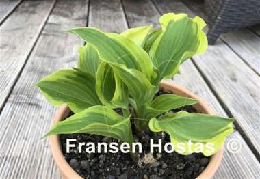 Hosta Penny Lane