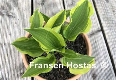 Hosta Penny Lane