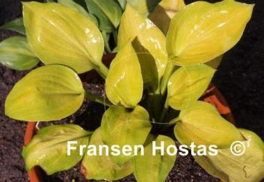 Hosta Peppermint Cream