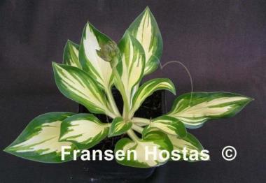Hosta Peppermint Ice