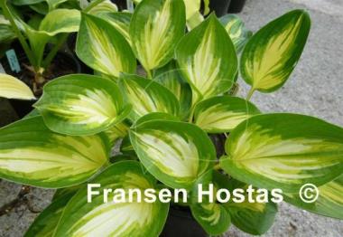Hosta Peppermint Ice