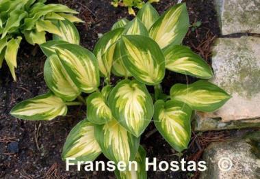 Hosta Peppermint Ice