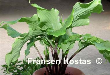 Hosta Peppermint Twist