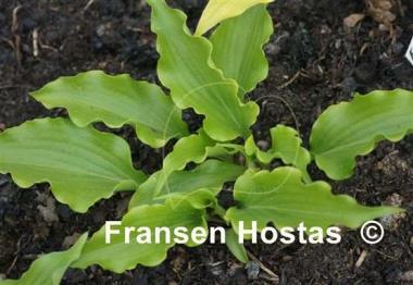 Hosta Peppermint Twist
