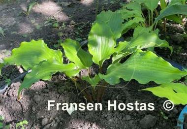 Hosta Peppermint Twist