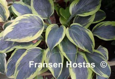 Hosta Permafrost