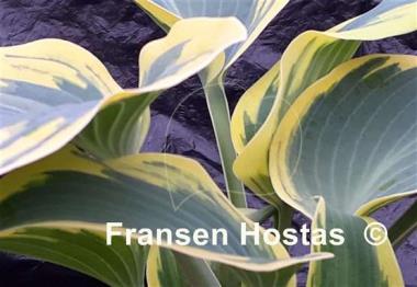 Hosta Permafrost