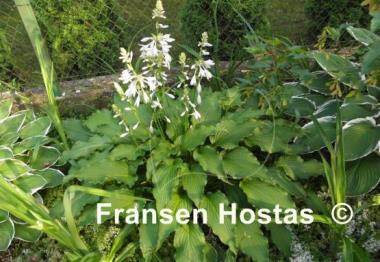 Hosta Permanent Wave