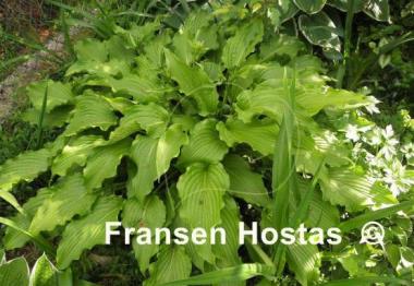 Hosta Permanent Wave