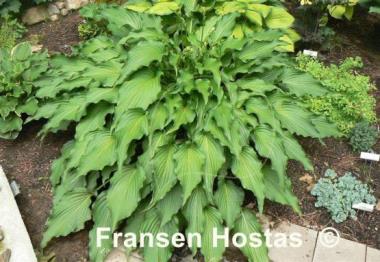 Hosta Permanent Wave