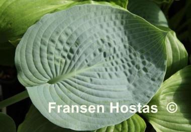 Hosta Perry's True Blue