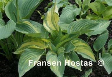Hosta Pete's Design