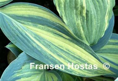 Hosta Pete's Impression
