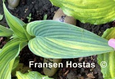 Hosta Pete's Impression