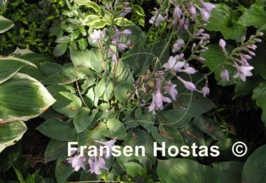 Hosta Peter Pan