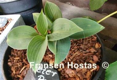 Hosta Peter Pan