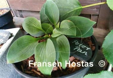 Hosta Peter Pan