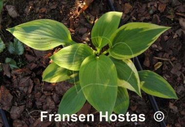 Hosta Peter Ruh