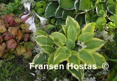 Hosta Peter Ruh