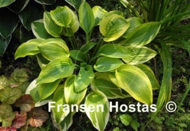 Hosta Peter Ruh