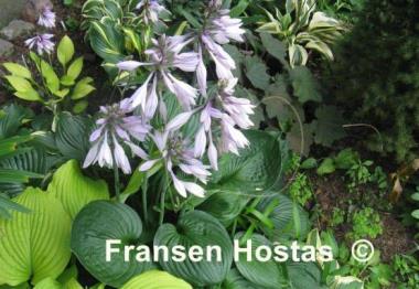 Hosta Pete's Dark Satellite