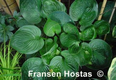 Hosta Pete's Dark Satellite