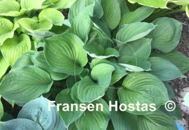 Hosta Pete's Dark Satellite