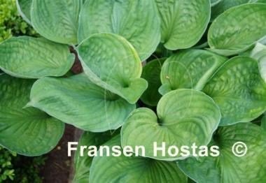 Hosta Pete's Dark Satellite
