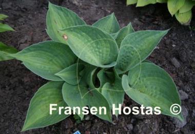 Hosta Pete's Mystery