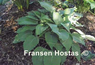 Hosta Petticoat Junction
