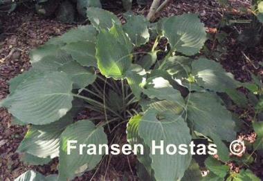 Hosta Petticoat Junction