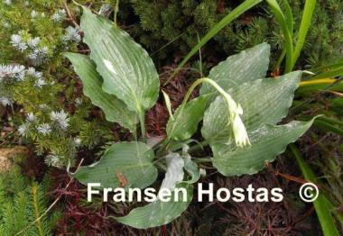 Hosta Petticoat Junction