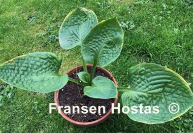 Hosta Pewter Goblet