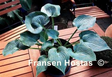 Hosta Pewterware