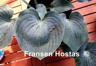 Hosta Pewterware