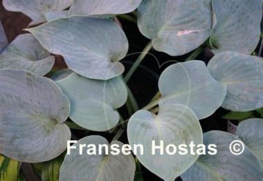 Hosta Pewterware