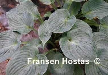 Hosta Pewterware