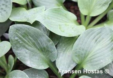 Hosta Philadelphia