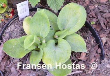 Hosta Philadelphia