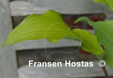 Hosta Phoenix Feathers