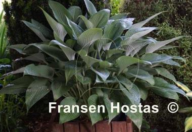 Hosta Phoenix